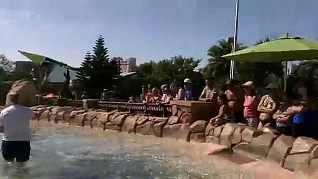 Sea World Aquatica Black & White Dolphins Up Close Feeding & Tricks