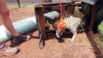 Playing With Cute Serval Kittens