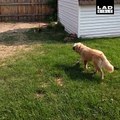 'Our dog was so proud when he finally caught a rabbit. (Please don't tell him it was his stuffed toy rabbit)' 