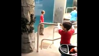 Beluga whale plays with kids at zoo