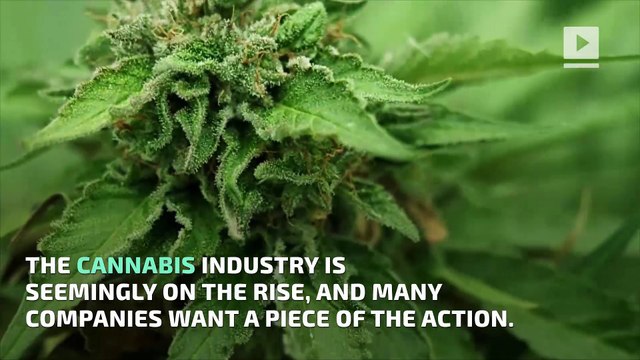 Molson Coors to Start Making Cannabis-Infused Drinks