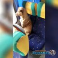 Cachorrinho sobe sozinho no ônibus e se senta como uma verdadeira pessoa