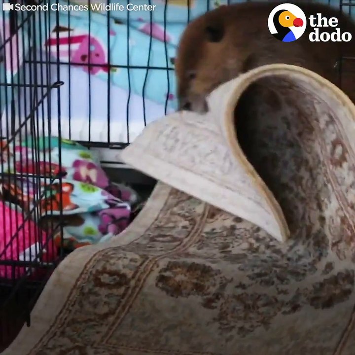 This woman lets a baby beaver build dams in the house and swim in the tub 5 times a day 