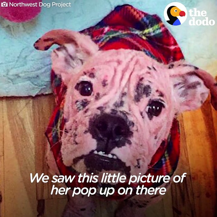 When this family saw a homeless, completely bald bulldog, they knew they had to adopt her — and turn her into a gorgeous adventure dog!!