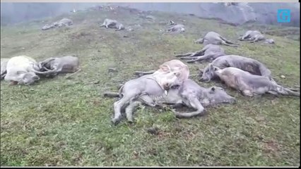 Gado cai de precipício e morre em Castelo