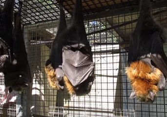 That Friday Feeling: Bats Twirl in Sunlight Like 'Rotisserie' Display