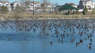 Thousands Of Geese Converge On Lake