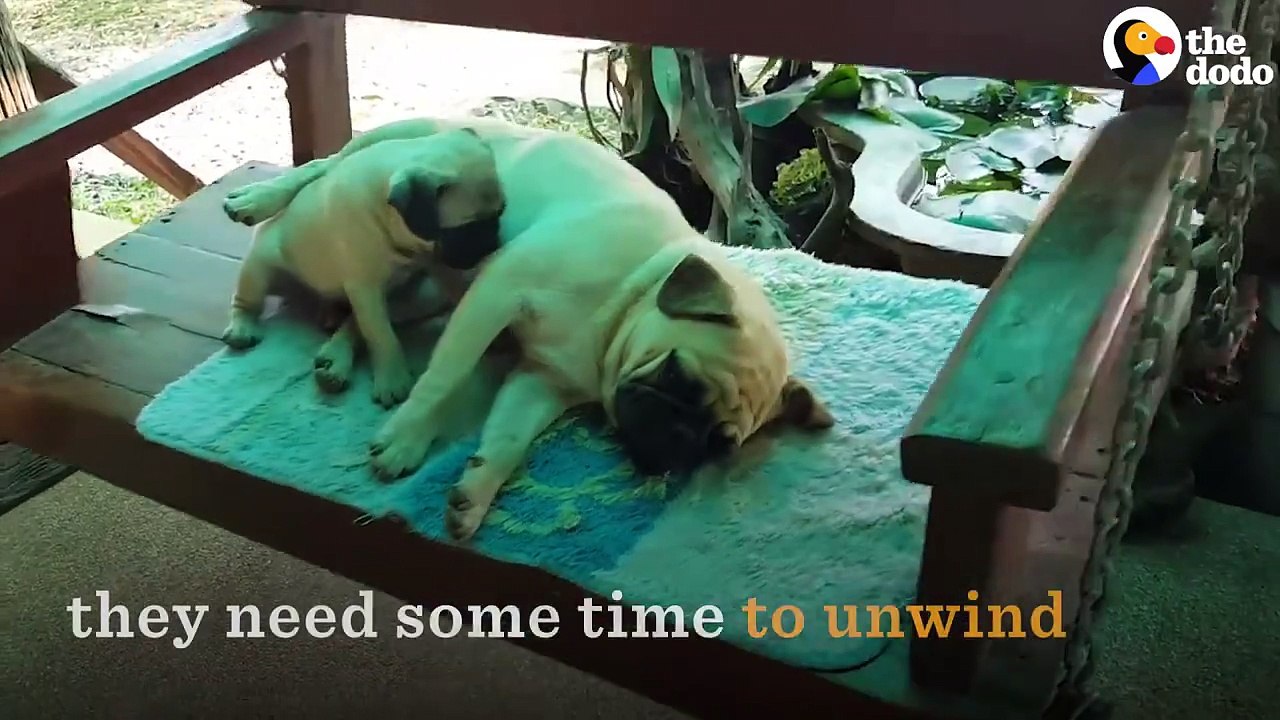 We can’t figure out who will love this movie more: your pup or you? ❤️Dog Days hits theaters August 8th.