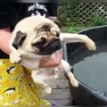 Here is 4 minutes to prove how amazing and adorable pug are  ❤️Follow Howlers Presents for more!