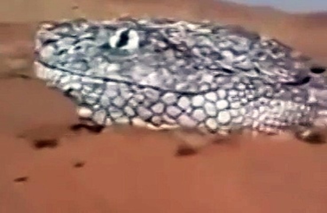 شاهد ماذا وجدوا في صحراء الجزائر !! سبحان الله منظر لا يصدق