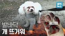 [엠빅비디오] 발바닥 개 뜨거워! 댕댕이들의 폭염 치료법