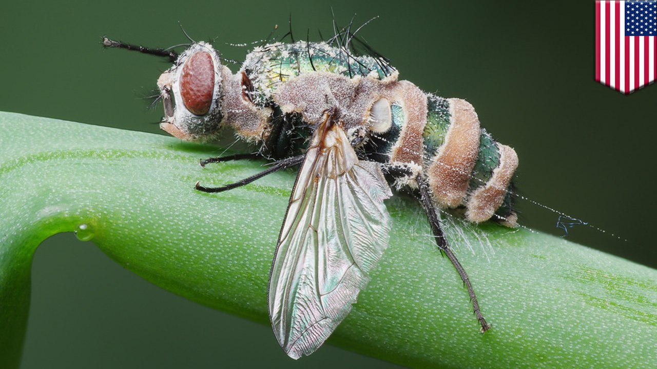 Puppet-master fungus hijacks flies, kills them from inside out