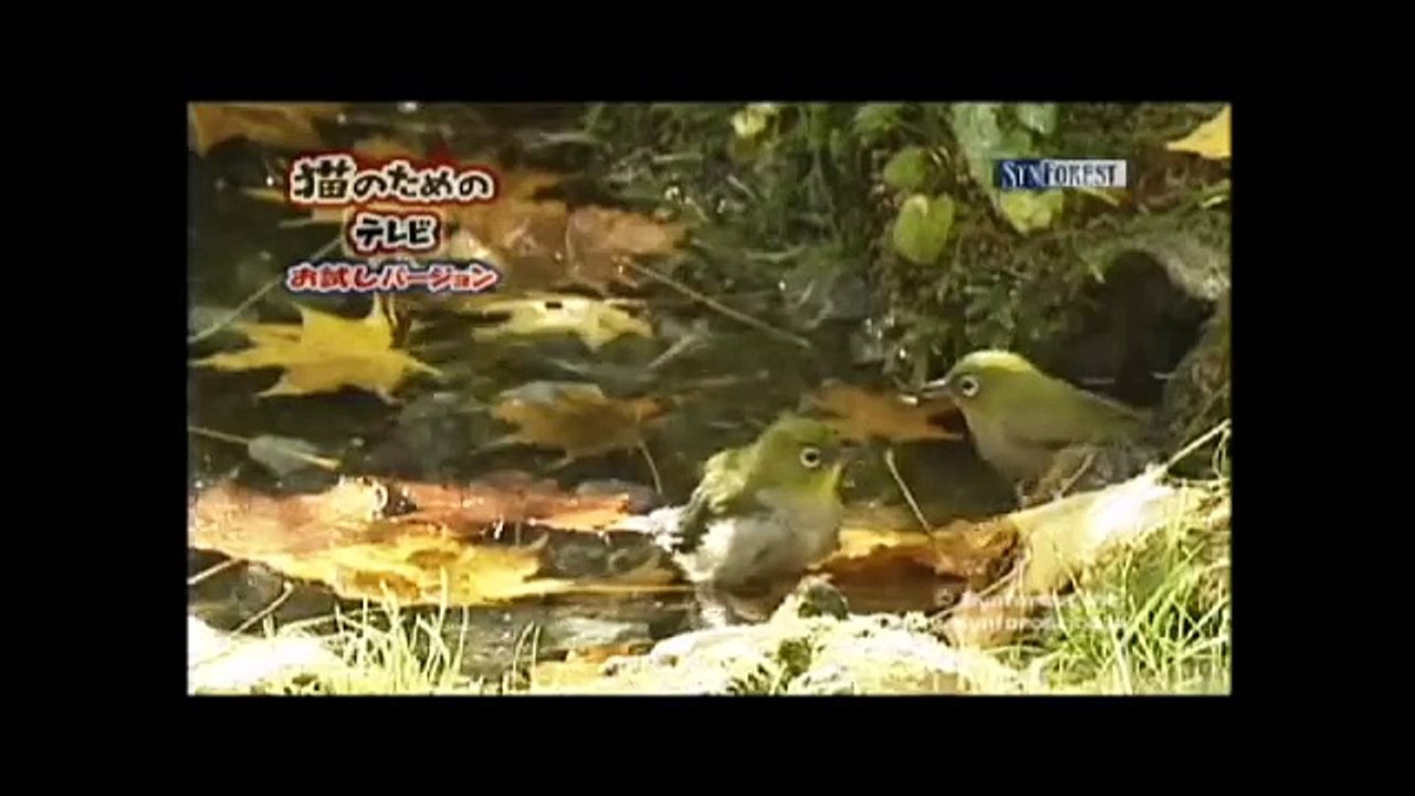 『猫のためのテレビ』 お試しバージョン