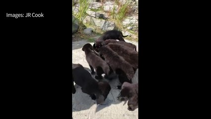 Mnangagwa wins Zimbabwe's first post-Mugabe election