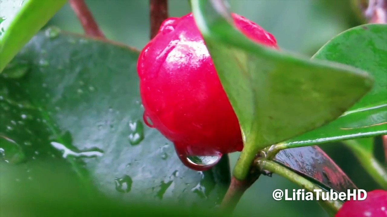 Buah Cherry Merah Red Cherry Fruit Photo Collections