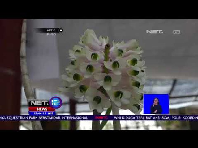 Festival Anggrek Tri Colour Kembali Digelar-NET12
