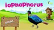 Birds Name And their sounds - Learn about birds - Different types of Birds - Kids Learning Center