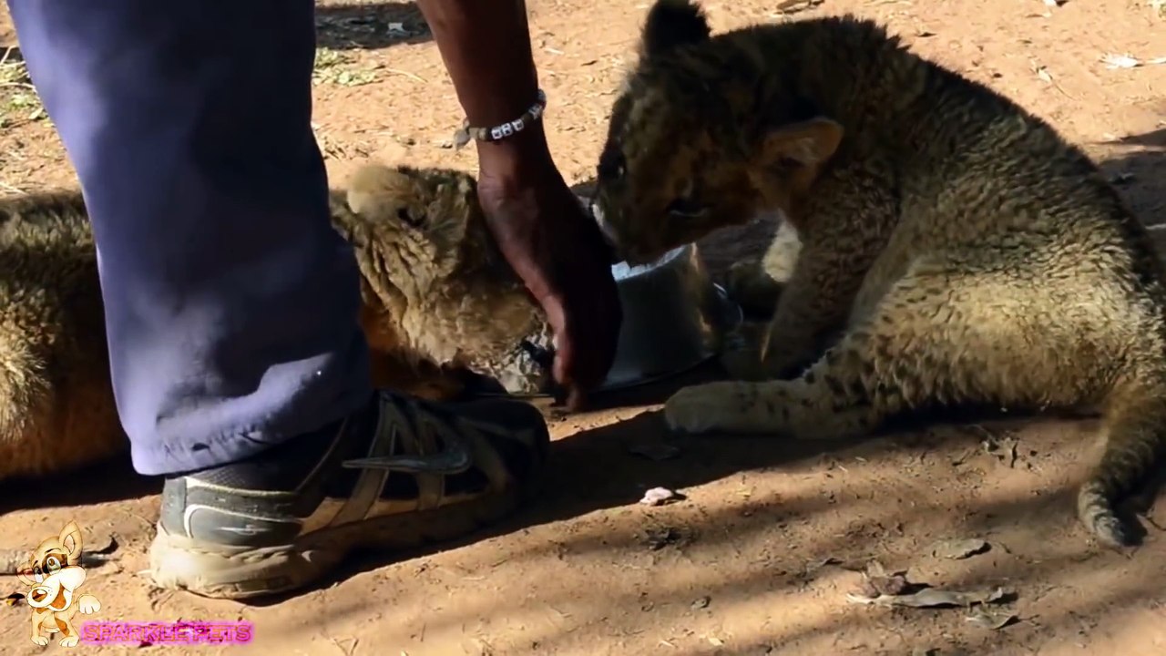 All About Lions - Adorable Baby Lions You Will Wish You Had One