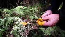 How to cook chanterelles! Lets follow The Chanterelle King.