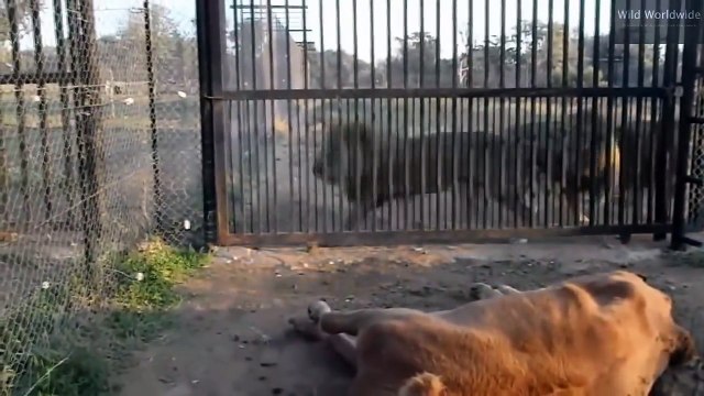All About Lions - Chinese Zoo feeds Lions a whole Cow!!!