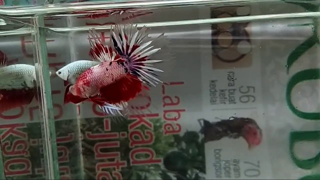 Exotic Koi Betta Fish