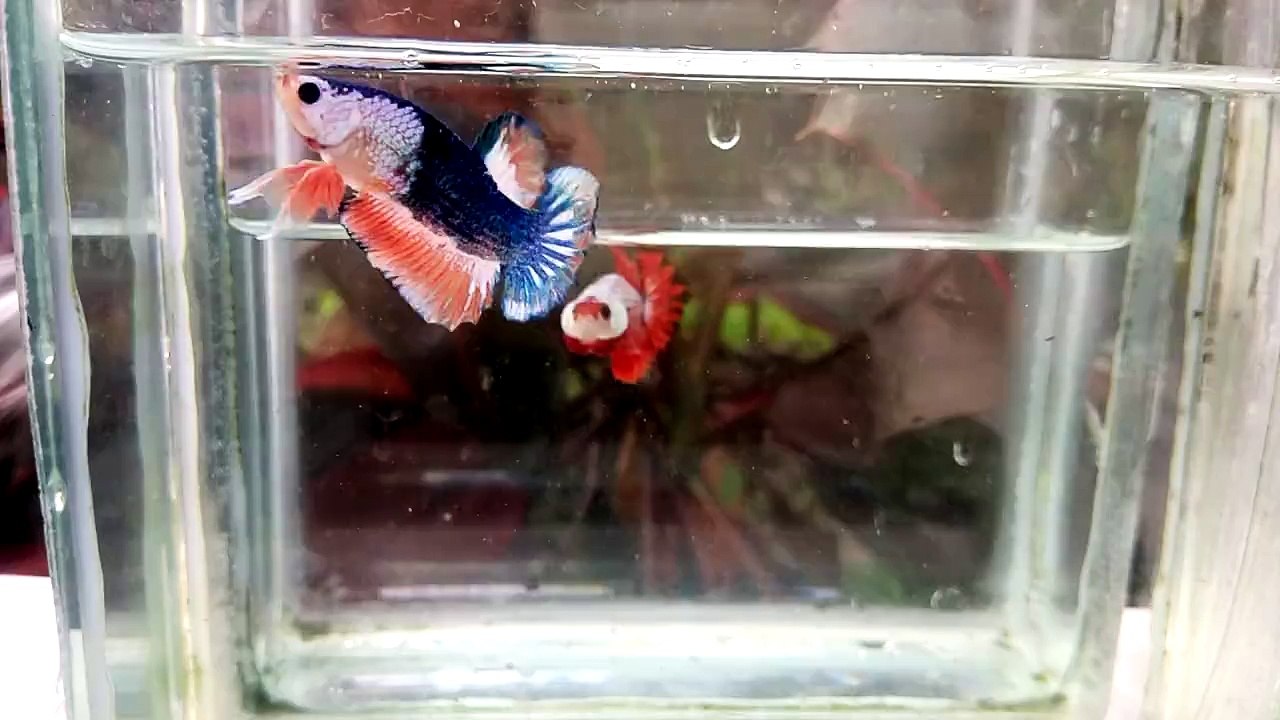 Exotic Betta Fish