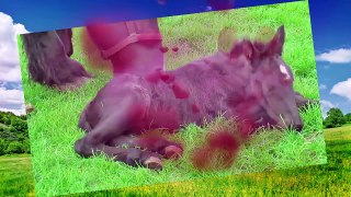 Farm Animals | BABY ANIMALS FARM | Farm Animals Name and Sound Kids Learning