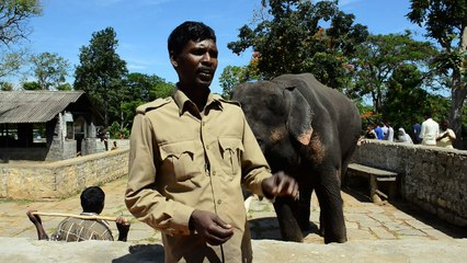 Un camp de rééducation pour les éléphants tueurs d’Inde