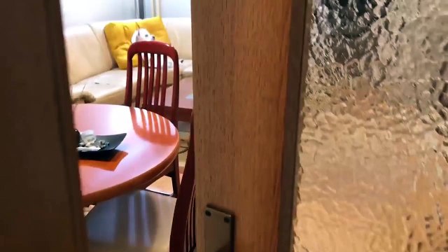 Τα πιο παιχνιδιάρικα κουτάβια που έχεις δει