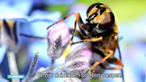 ‘Rotbeest!’: hierom komen wespen op jou af - RTL NIEUWS