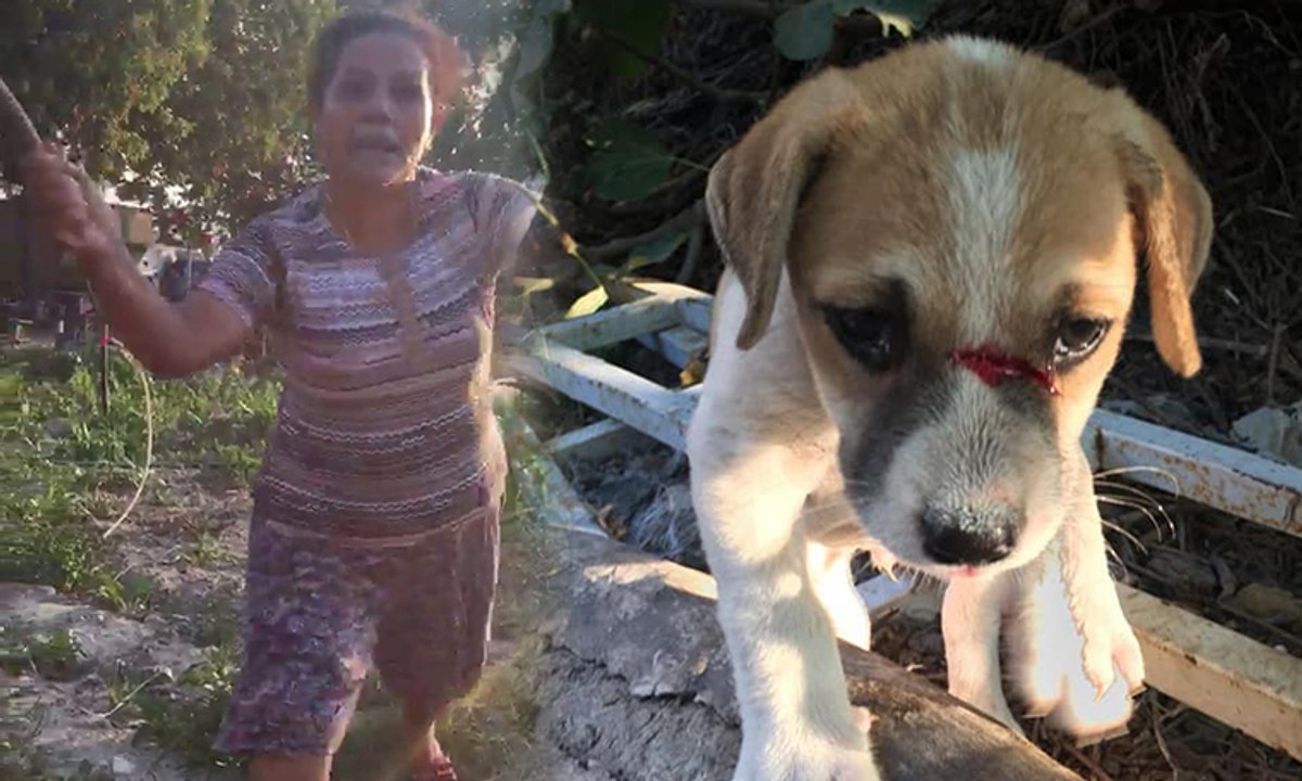 Kuşadası'nda odunla köpeği döverek bu hale getirdiler