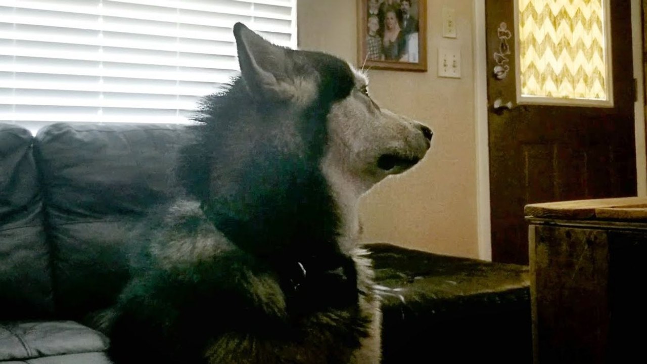 Un malamute qui boude après un bain
