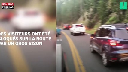 États-Unis : Un homme défie un bison dans le parc de Yellowstone (Vidéo)