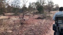 Leopard interrupts two fighting impala