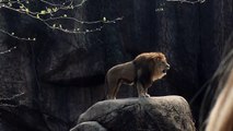 All About Lions - Epic Lion Roar at Lincoln Park Zoo