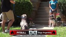 Pitbull vs Dogo Argentino, Who Will Be The Best