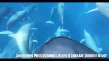 Swimming with Dolphins Using a Special Dolphin Diver