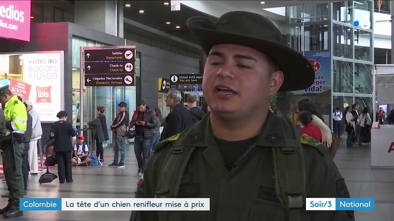 Colombie : la tête d’un chien renifleur mise à...