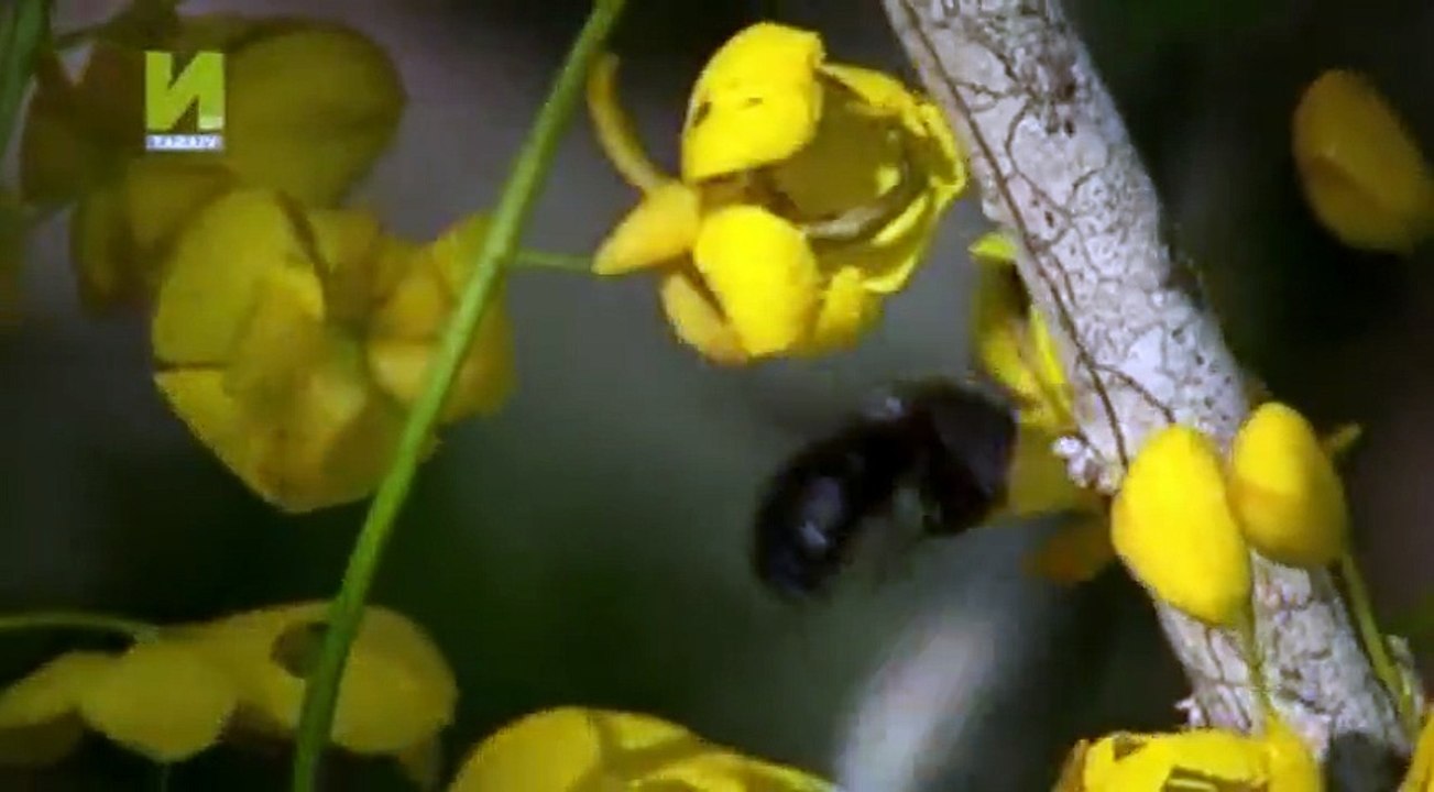 Nature  039 s Microworlds S01  E01 Galapagos