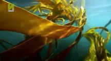 Nature  039 s Microworlds S01  E04 Monterey Bay