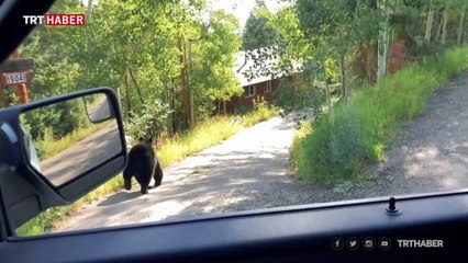 ABD Colorado'da bir ayı park halindeki araca girdi