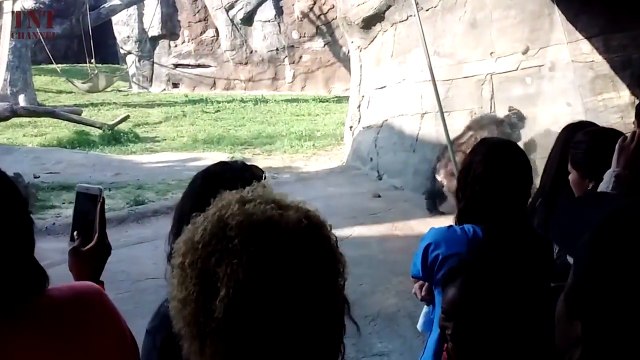 Zoo Animals Attack Wild Animals Don't Know What Glass Is (Part 2)