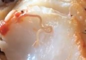 Video Shows Worm Crawling in Diner's Fish Dish at New Jersey Restaurant