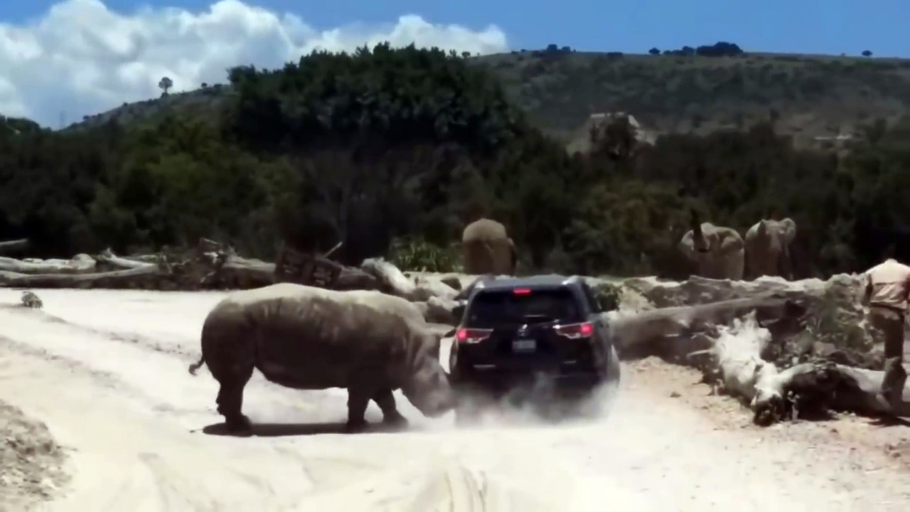 En rut, un rhinocéros s’attaque violemment à une voiture familiale lors d'un safari