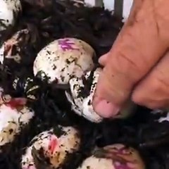 All About Crocodiles - Baby Crocodile hatching