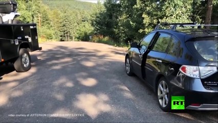 فيديو دب يهاجم سيارة ويدمر مقصورتها بالكامل