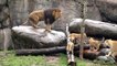All About Lions - Lion cubs meet dad