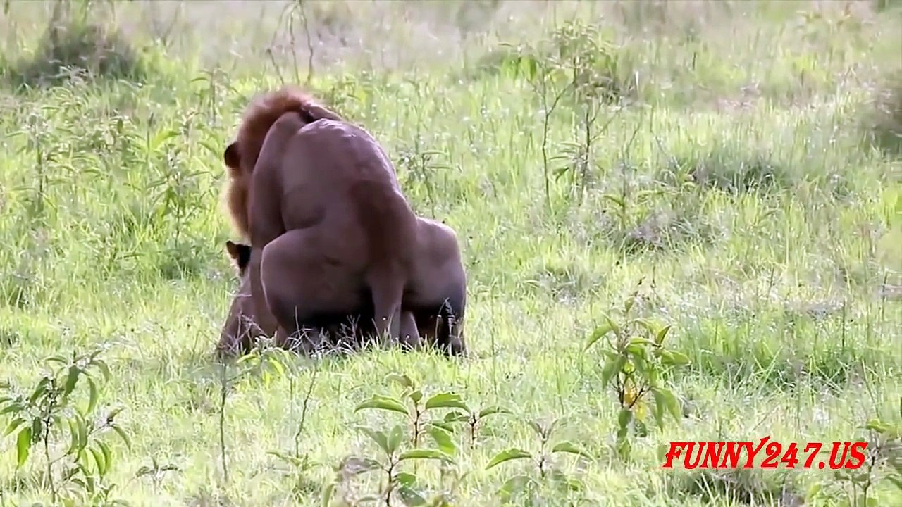 All About Lions - Lion Mating And Giving Birth