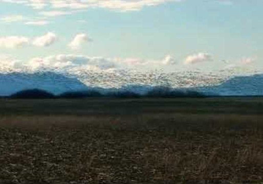 Man Witnesses Flight of Huge Flock of Snow Geese in Washington