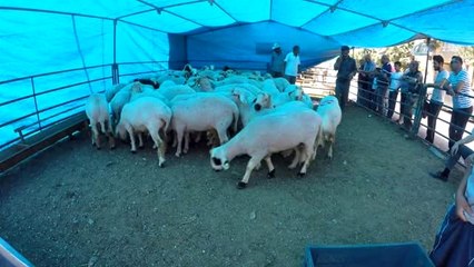 Deniz Feneri Kurban Fiyatlarını Açıkladı